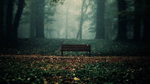 Bench In The Dark Forest Wallpaper