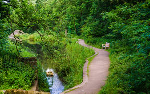 Bench On Forest Path Wallpaper