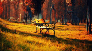 Bench On Golden Grass Wallpaper