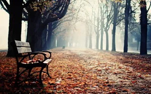 Bench On Radiant Path Wallpaper