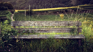 Bench Taken By Nature Wallpaper