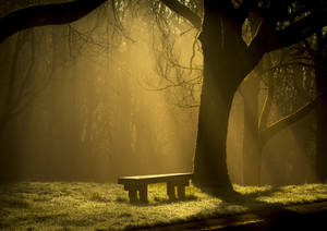 Bench Under Sunlight Wallpaper