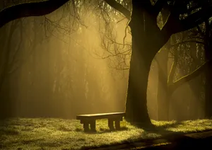 Bench Under Sunlight Wallpaper