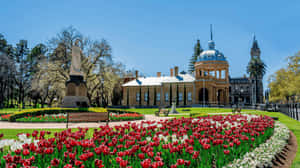 Bendigo Historic Buildingsand Tulip Garden Wallpaper