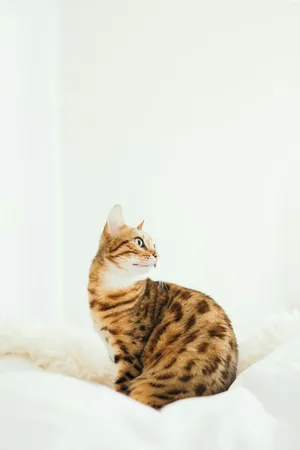 Bengal Cat Elegant Pose Wallpaper