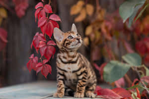 Bengal Kitten Amidst Autumn Leaves Wallpaper