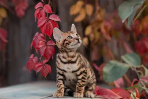 Bengal Kitten Amidst Autumn Leaves Wallpaper