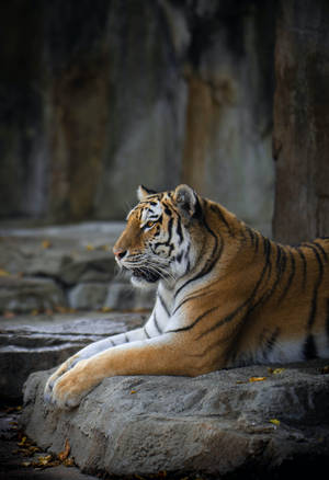 Bengal Tiger Hd Rocky Park Wallpaper