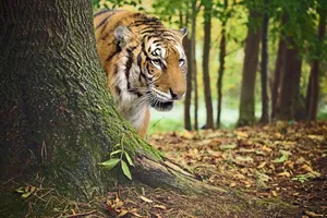 Bengal Tiger Peeking Behind Tree Wallpaper
