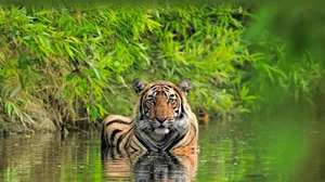 Bengal Tiger Water Reflection Wallpaper