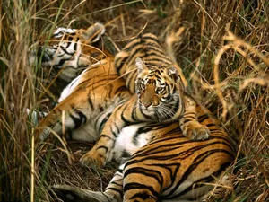 Bengal_ Tigers_ Resting_in_ Grass.jpg Wallpaper