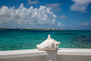 Bermuda Shell Wallpaper