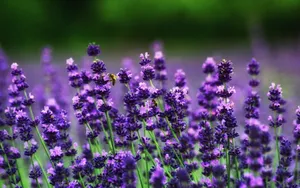 Best 4k Uhd Lavender Flowers Wallpaper