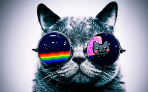 Best Cool Cat In Sunglasses Wallpaper