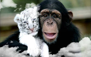 Best Friends Chimpanzee And Tiger Wallpaper