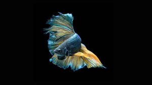 Best Oled Betta Fish Wallpaper