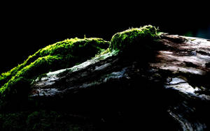 Best Oled Tree Trunk Wallpaper