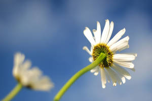 Best White Daisy Wallpaper