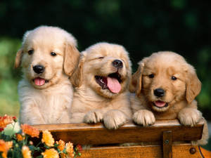 Bestie Labrador Puppies Wallpaper