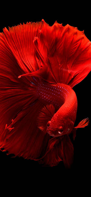 Betta Fish Iphone 11 Pro Max Wallpaper