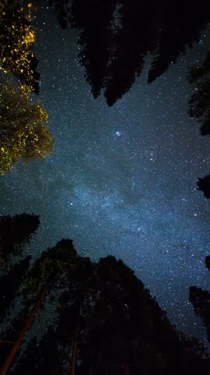 Between Trees Space 4k Phone Wallpaper