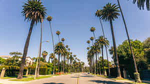 Beverly Hills Palm Lined Street Wallpaper