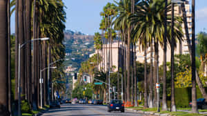 Beverly Hills Palm Lined Street Wallpaper