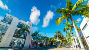 Beverly Hills Rodeo Drive Palm Trees Wallpaper