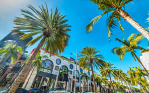 Beverly Hills Rodeo Drive Palm Trees Wallpaper