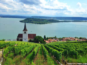 Biel Bienne Vineyard Lake View Wallpaper