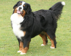 Big Bernese Mountain D Wallpaper