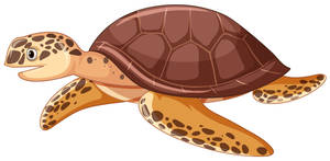 Big Brown Cartoon Turtle Wallpaper