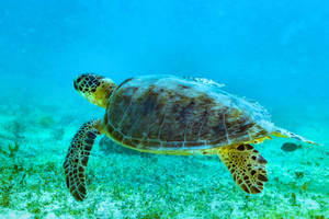 Big Dark Green Cute Turtle Wallpaper