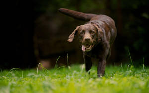 Big Labrador Dog Wallpaper