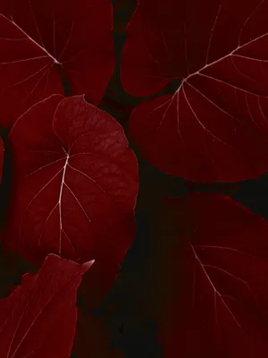 Big Red Leaves Iphone X Nature Wallpaper