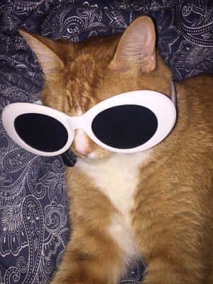 Big Sunglasses Cute Cat Pfp Wallpaper