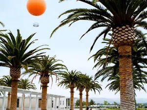 Big Trees In Irvine California Wallpaper