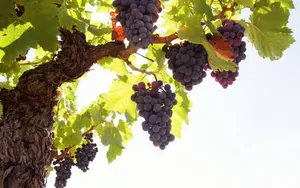 Big Vine Of Concord Purple Grapes Wallpaper