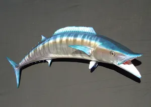 Big Wahoo Fish Swimming In Open Waters Wallpaper