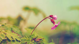 Bigroot Geranium Purple Flower Wallpaper