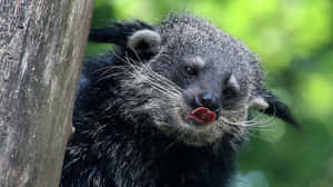 Binturong_ Closeup_ Portrait Wallpaper