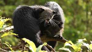 Binturong Pairin Natural Habitat Wallpaper