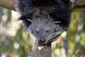 Binturong Perchedon Branch Wallpaper