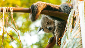 Binturong Relaxingon Branch Wallpaper