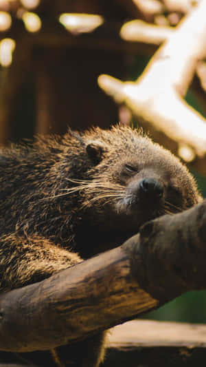 Binturong Restingon Branch Wallpaper