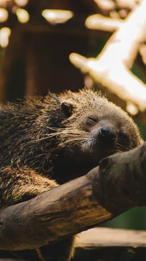 Binturong Restingon Branch Wallpaper