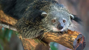 Binturong Restingon Branch Wallpaper