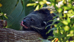 Binturong Restingon Tree Branch Wallpaper