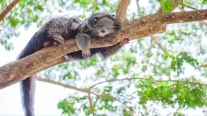 Binturong Restingon Tree Branch Wallpaper