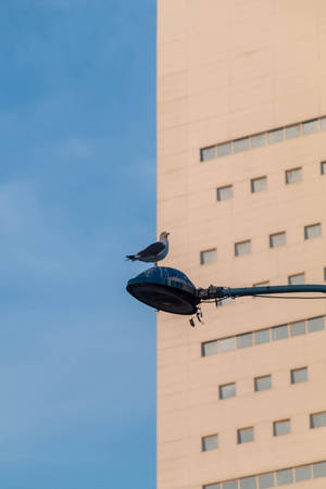 Bird At Street Light In Casablanca Wallpaper